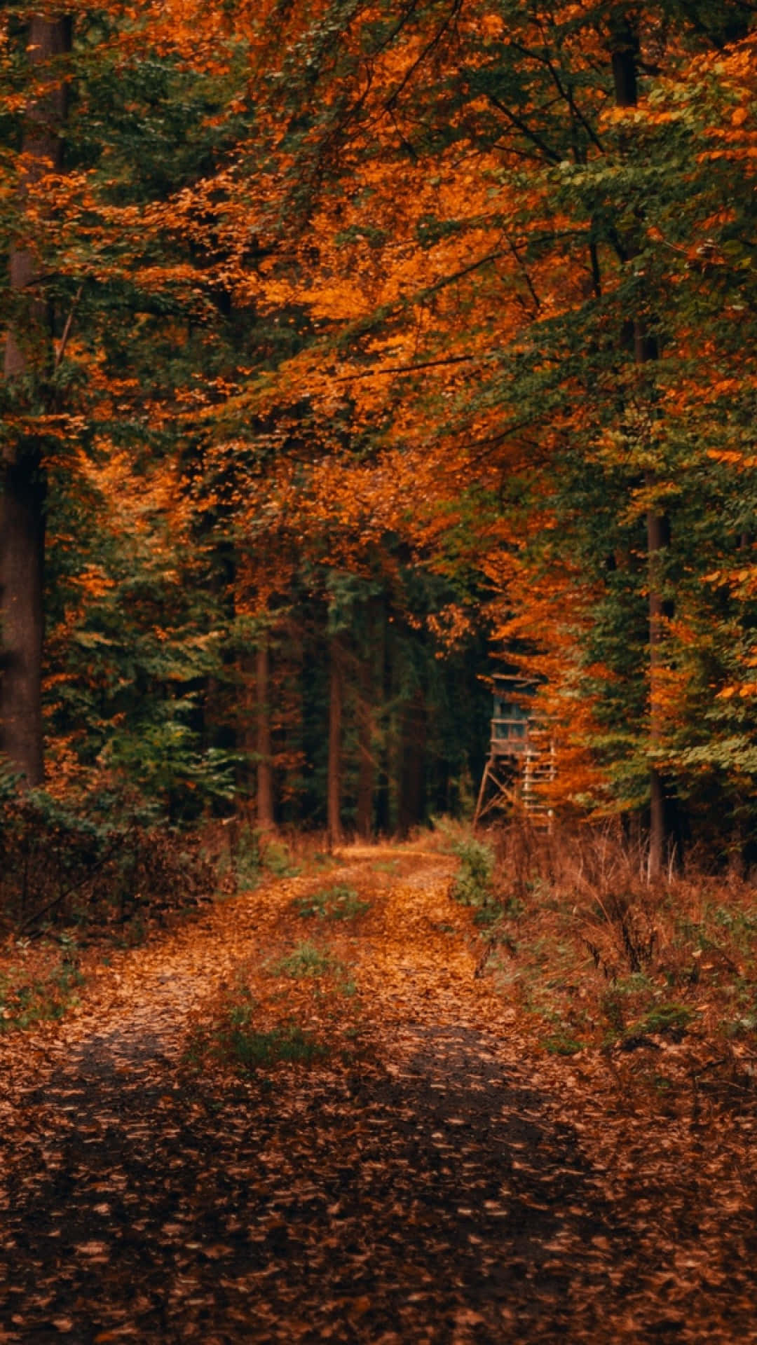 Autumn Iphone 6 Plus With An Orange Forest Background