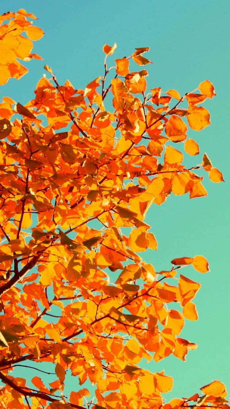 Autumn Iphone 6 Plus With Orange Leaves Background