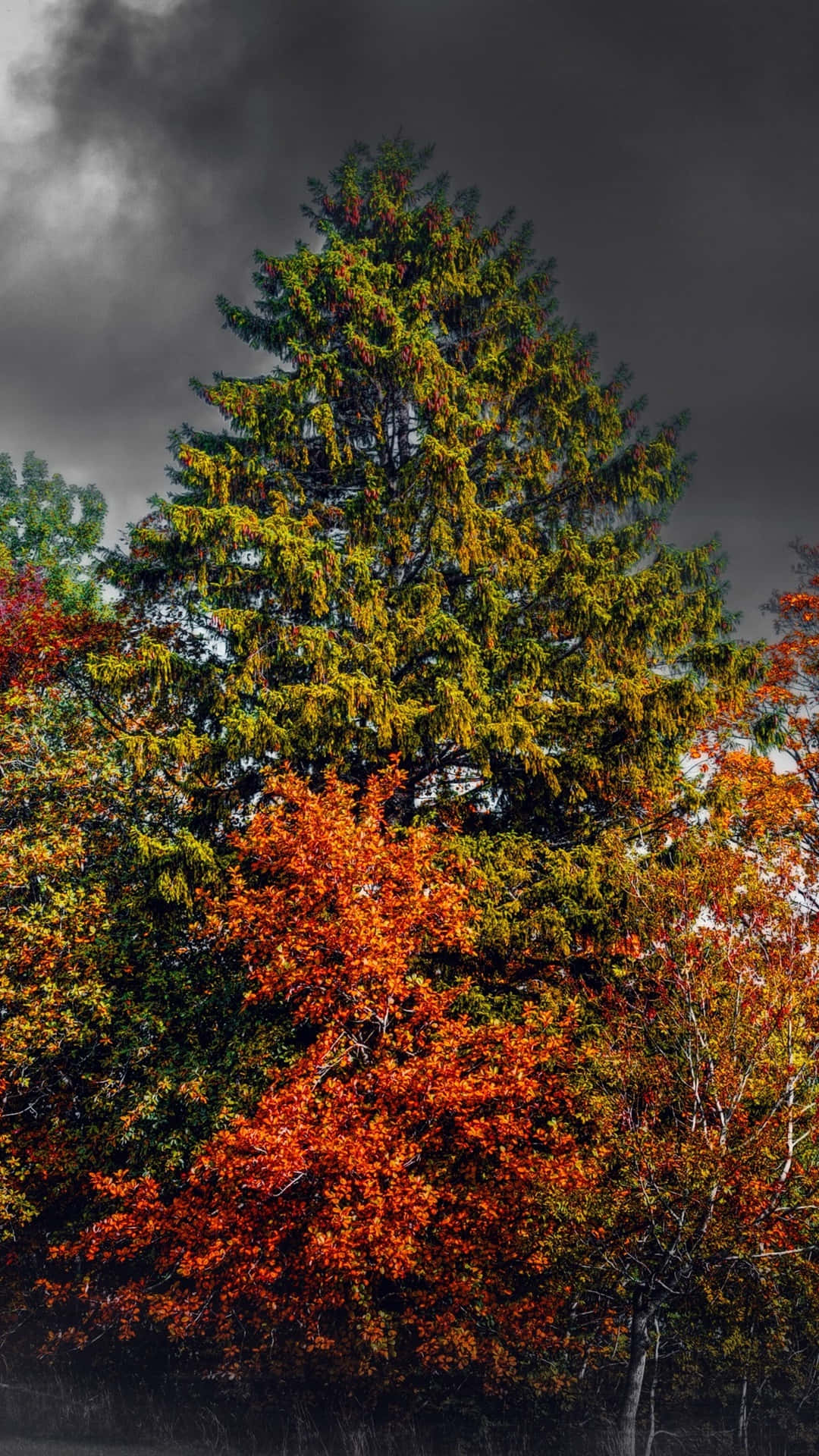 Autumn Iphone 6 Plus With Small Red Tree Background