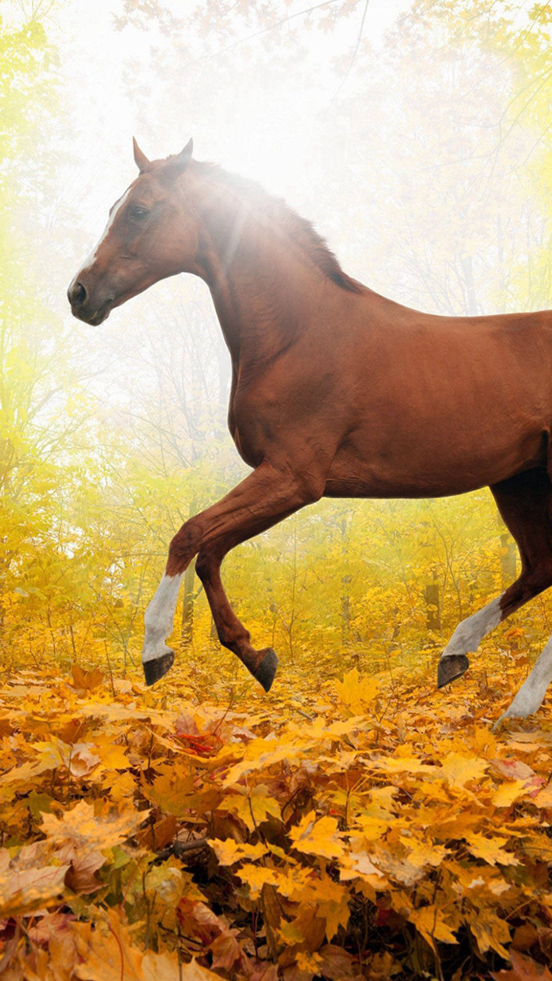 Autumn Iphone Foliage With Brown Horse