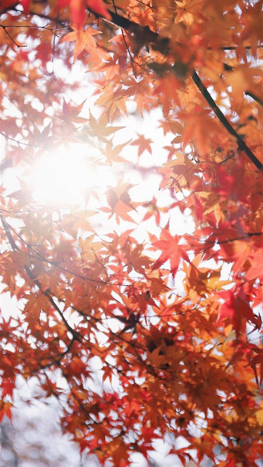 Autumn Iphone Japanese Red Maple Tree