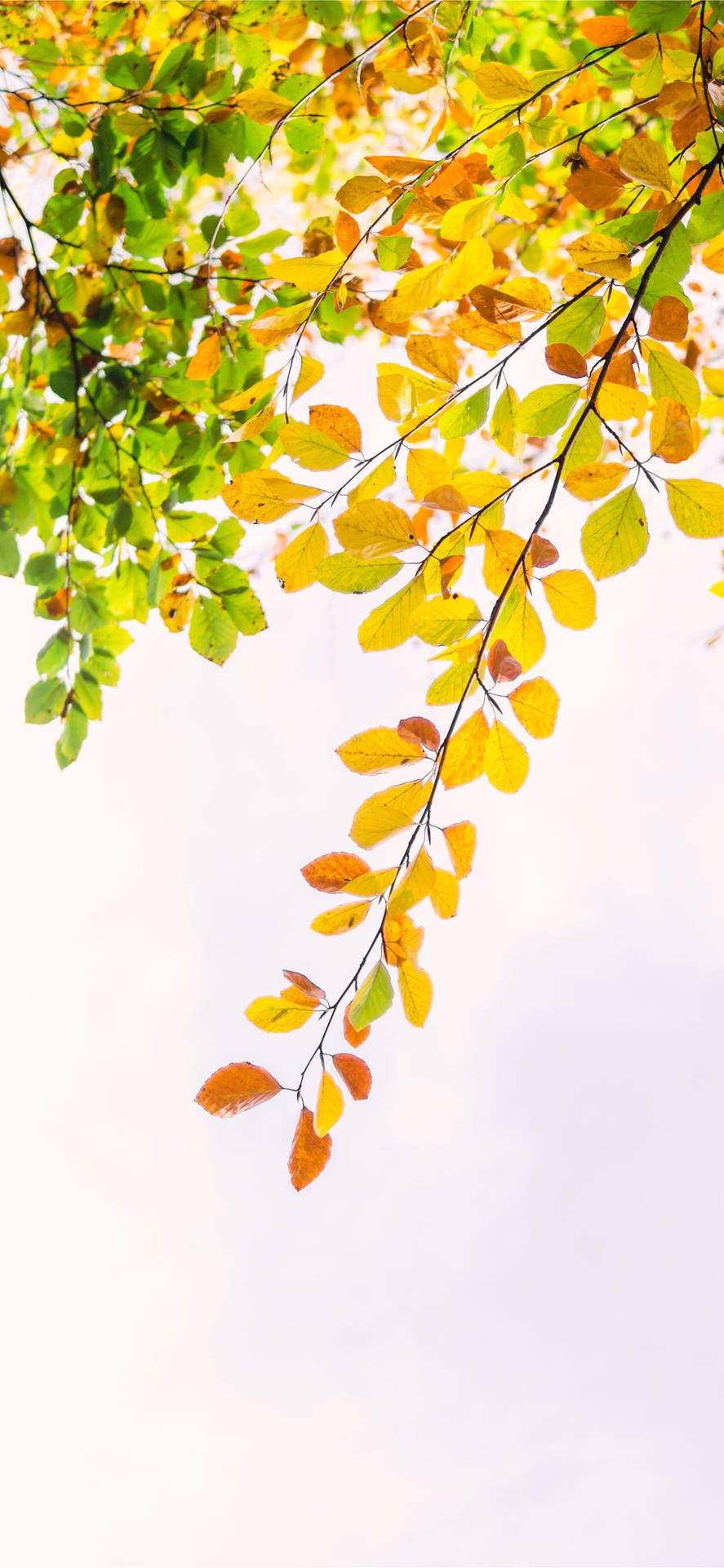 Autumn Iphone Yellow And Green Foliage Background