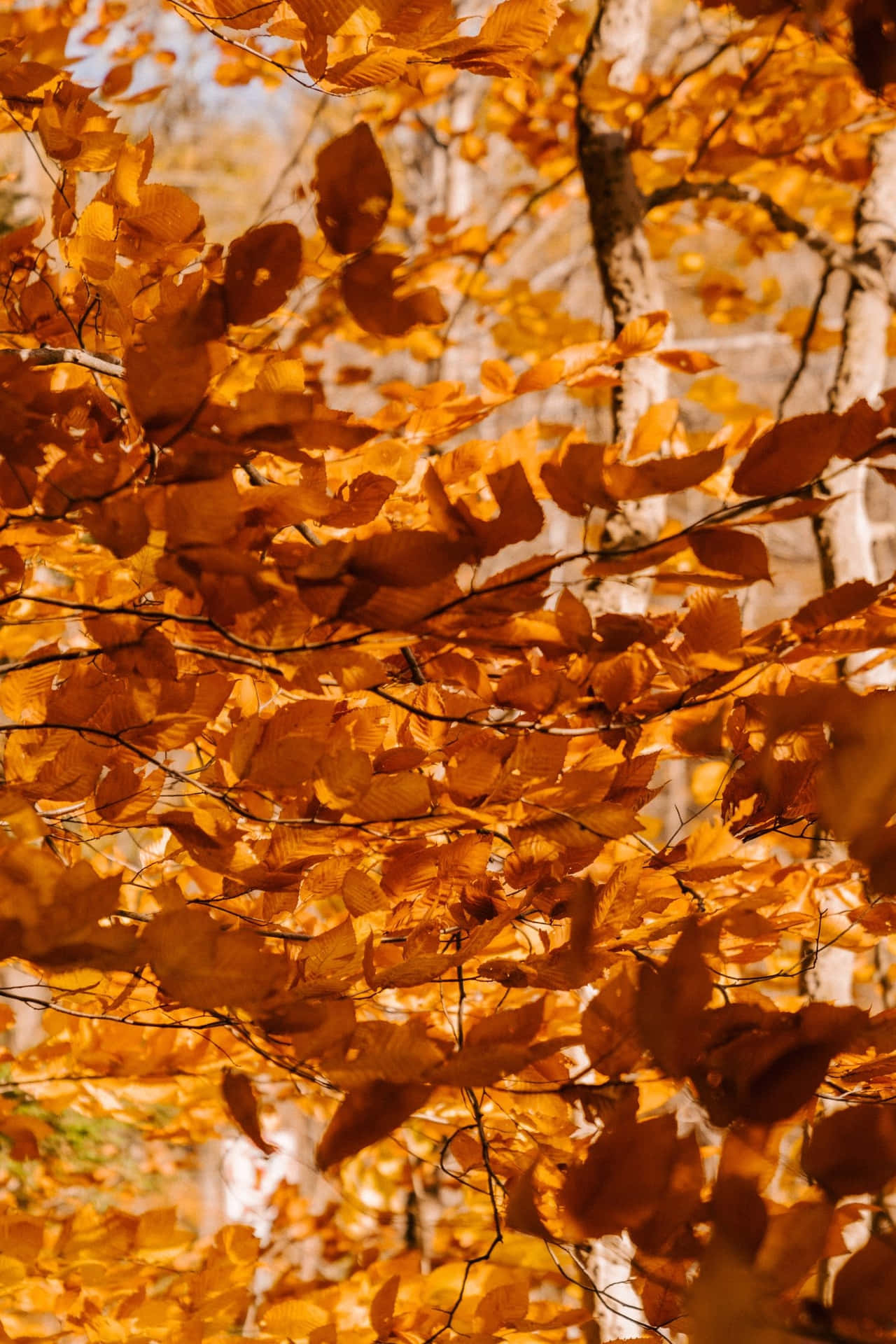 Autumn Is Here, With Its Fresh Colours And Chill In The Air. Background