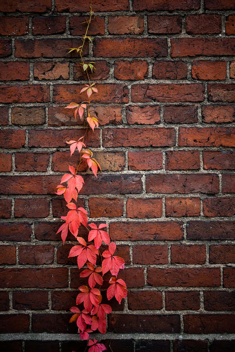 Autumn Ivyon Brick Wall Background