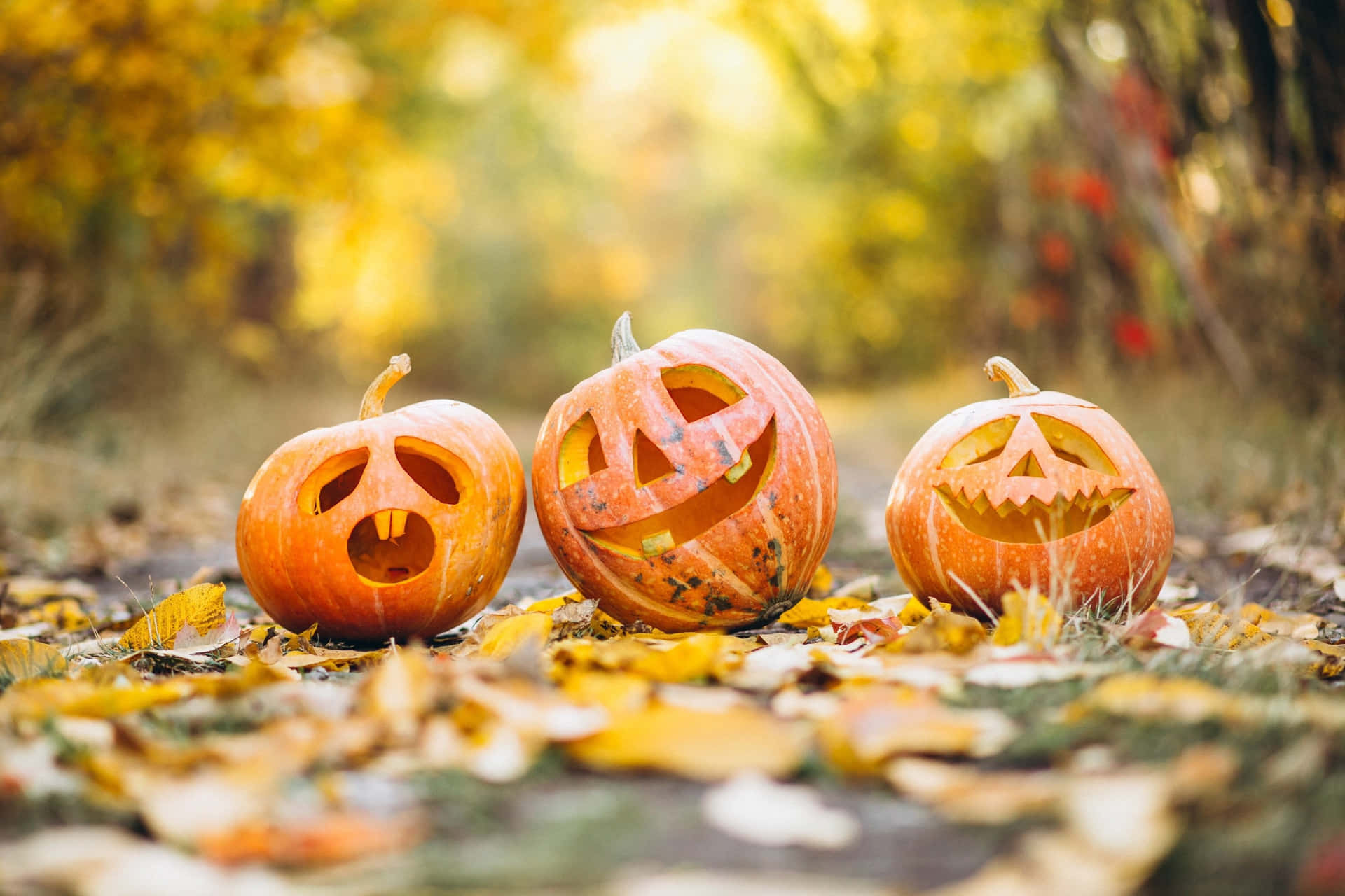 Autumn Jack O Lantern Trio Background