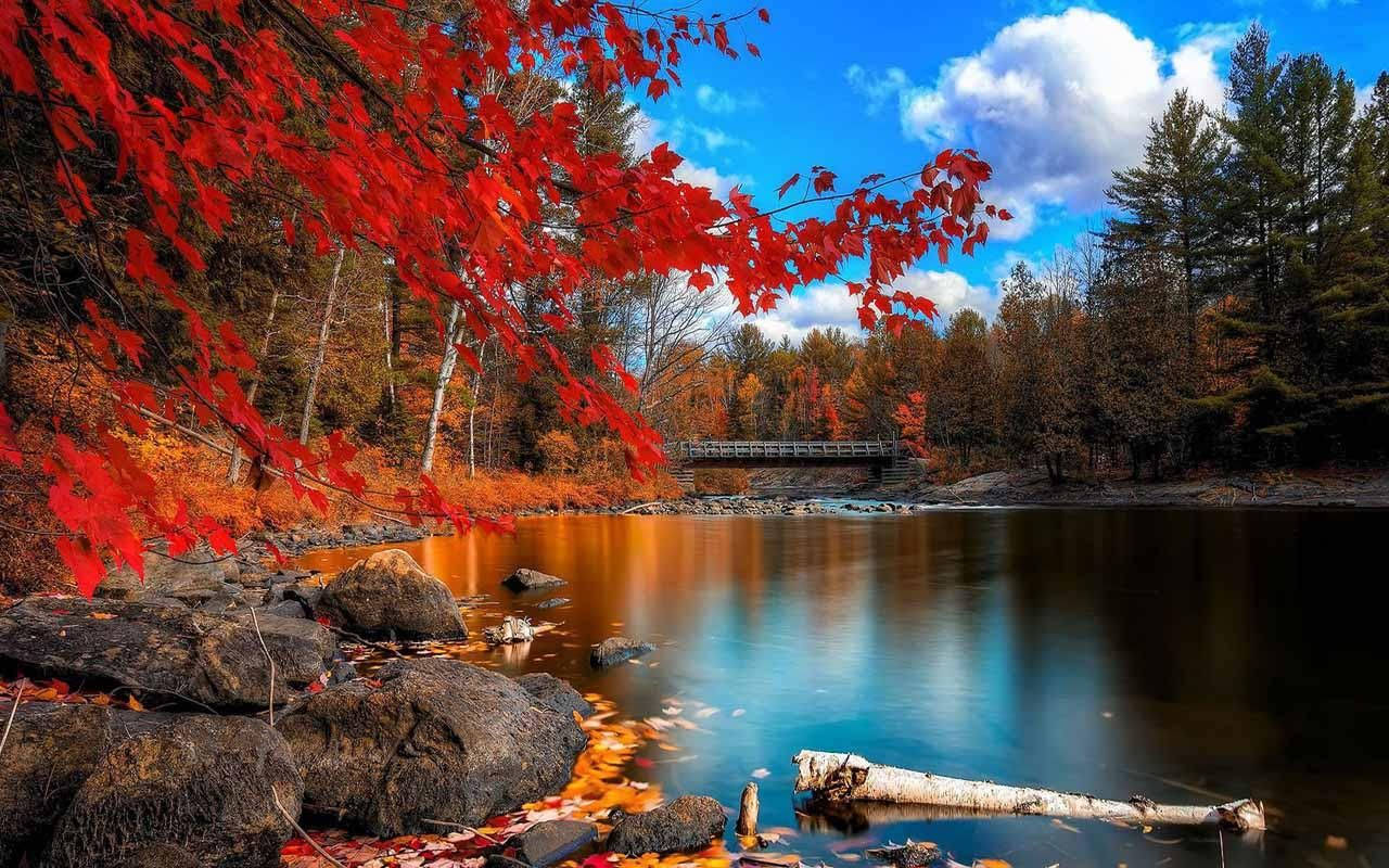Autumn Lake And Colorful Trees Background