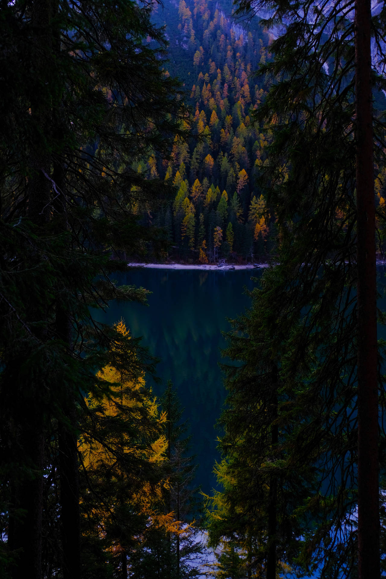Autumn Lake Dark Forest Background