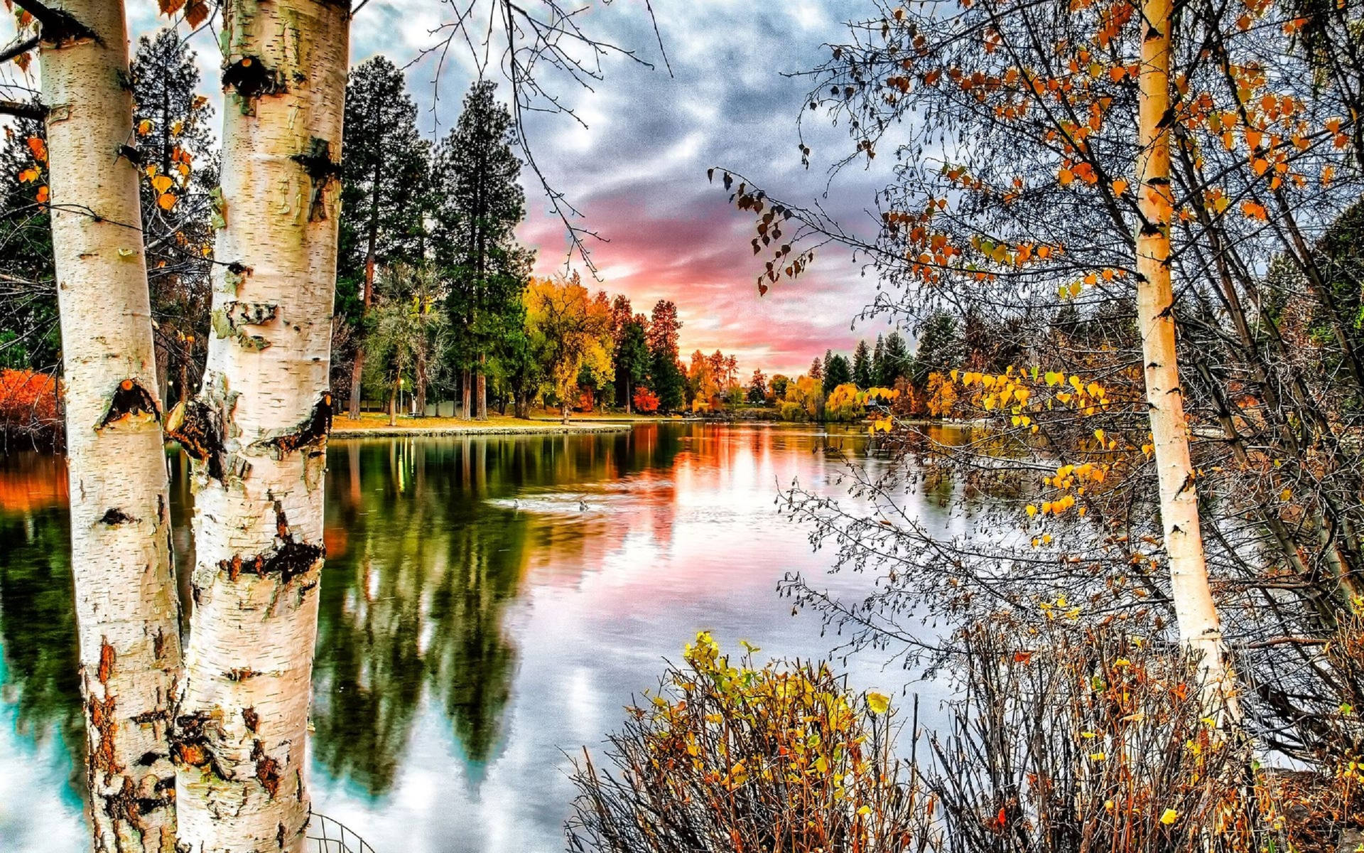 Autumn Lake Forest Birch Tree Background