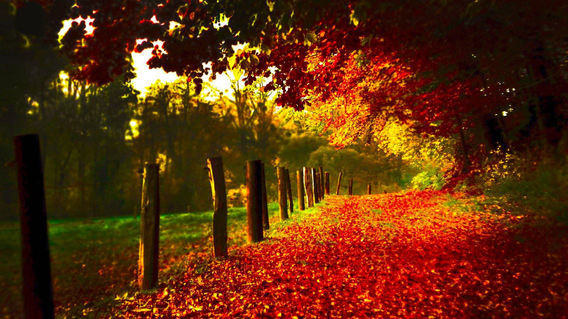 Autumn Landscape Hd Scenery