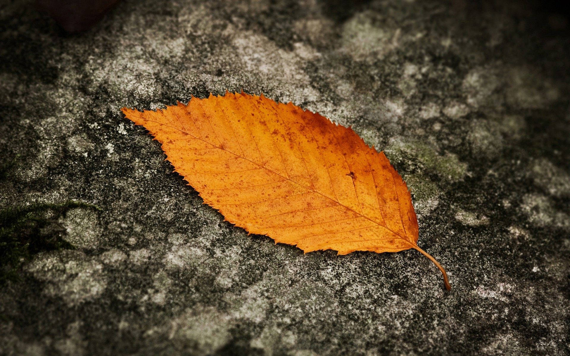 Autumn Leaf On Grey Ground Background