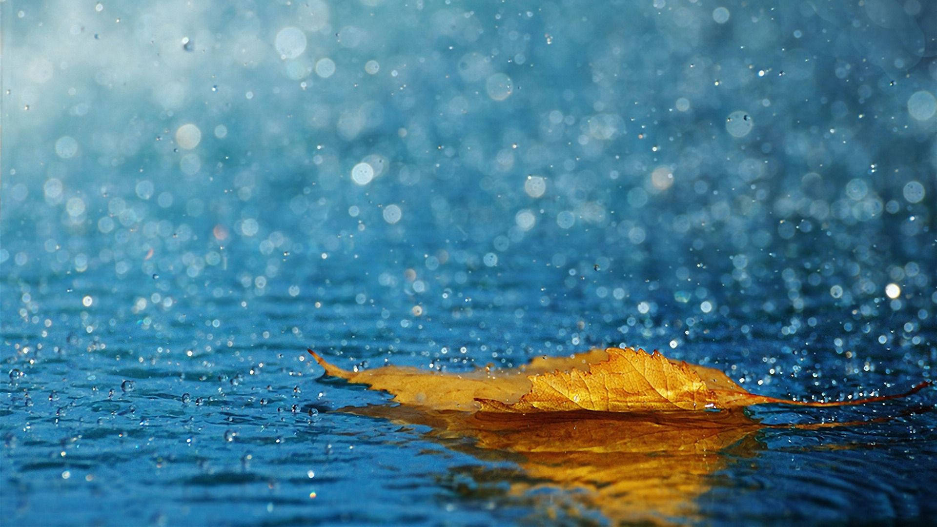 Autumn Leaf Raindrops Desktop Background