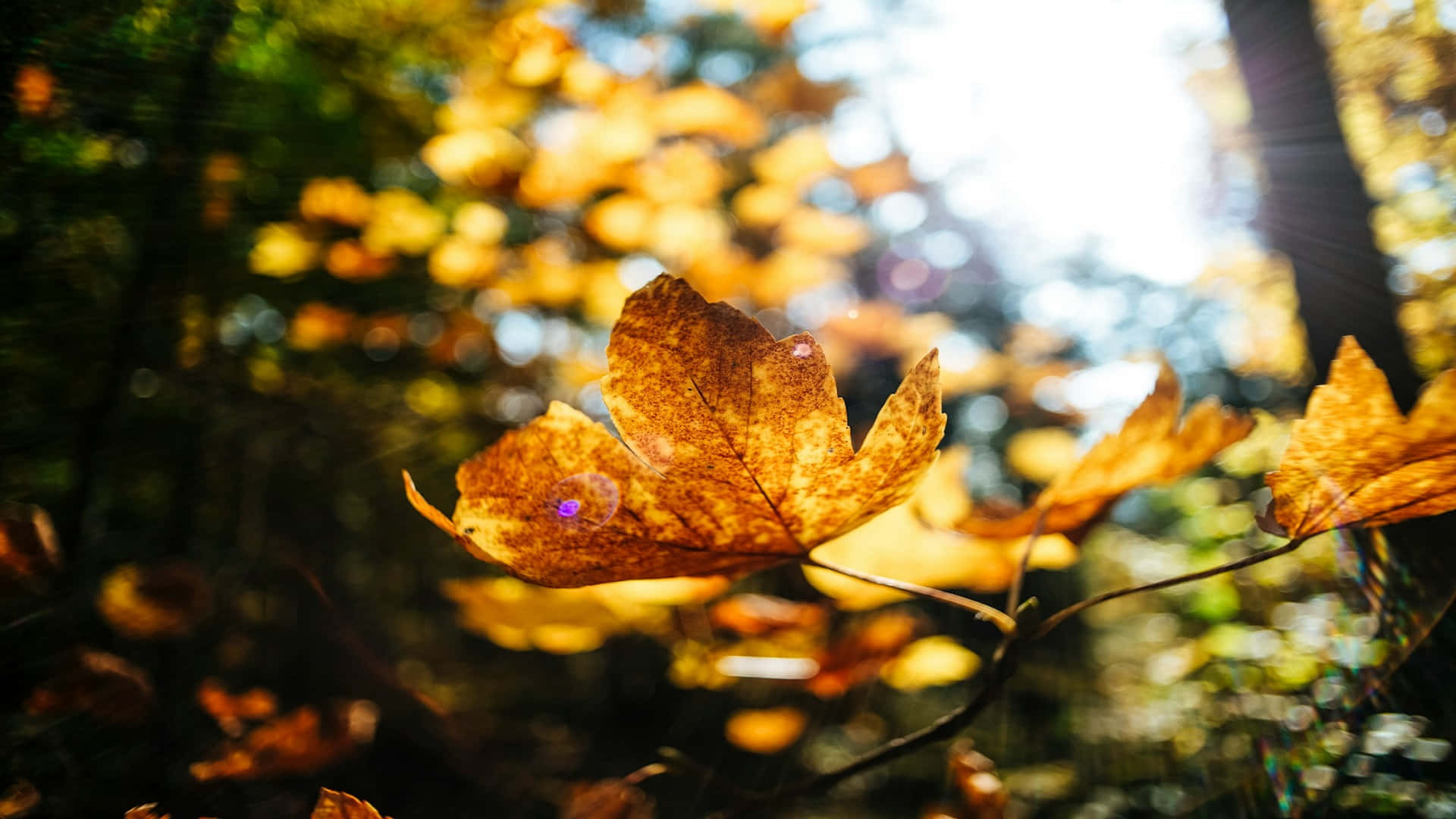 Autumn Leaf Sunlight Glow.jpg Background