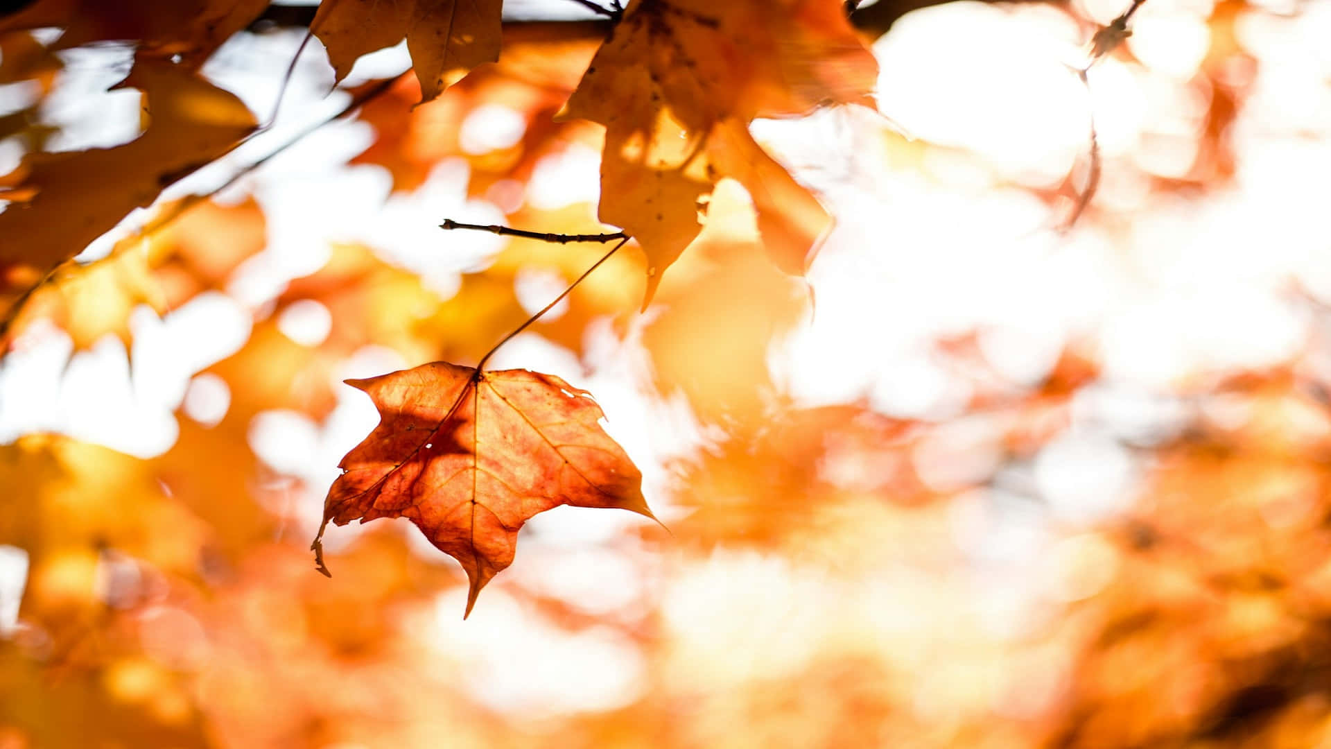 Autumn Leaf Sunlight Glow Background