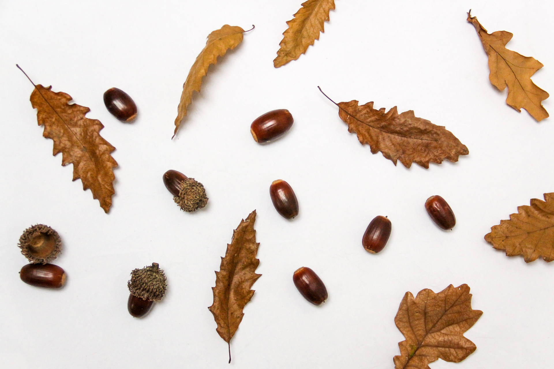 Autumn Leaves And Nuts Background