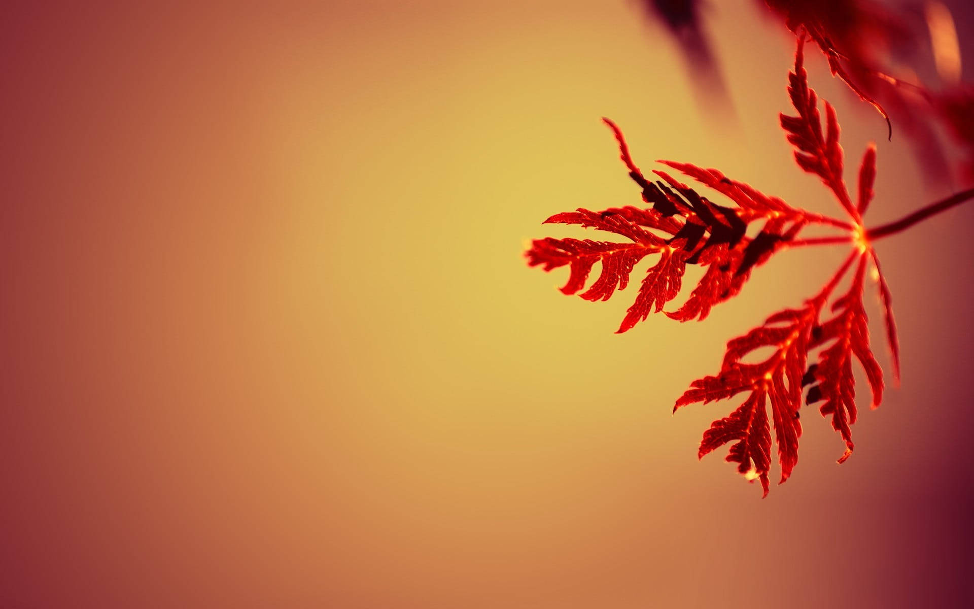 Autumn Leaves Backdrop Background