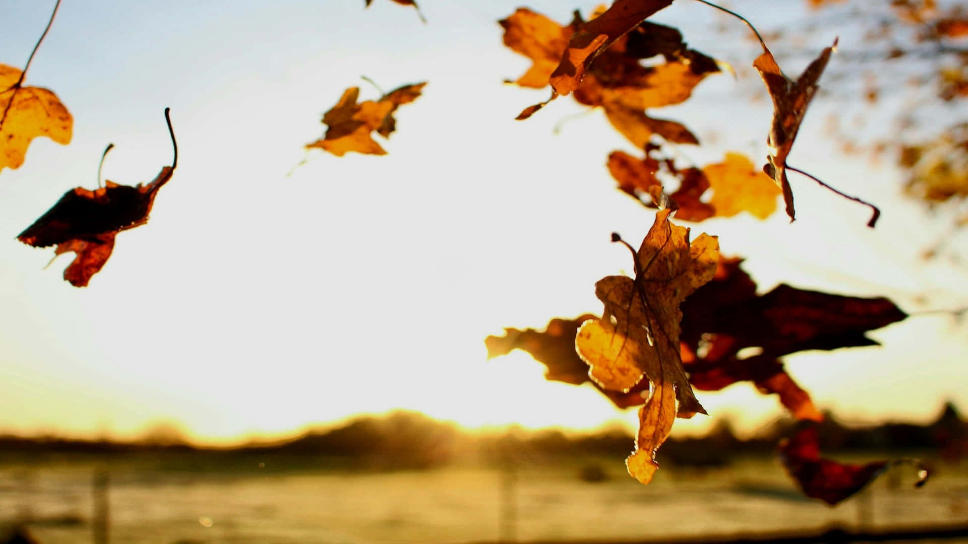 Autumn_ Leaves_ Backlit_by_ Sunset Background