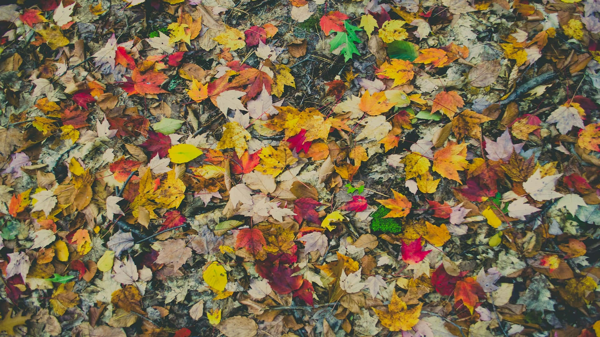 Autumn Leaves Carpet H D Desktop Background