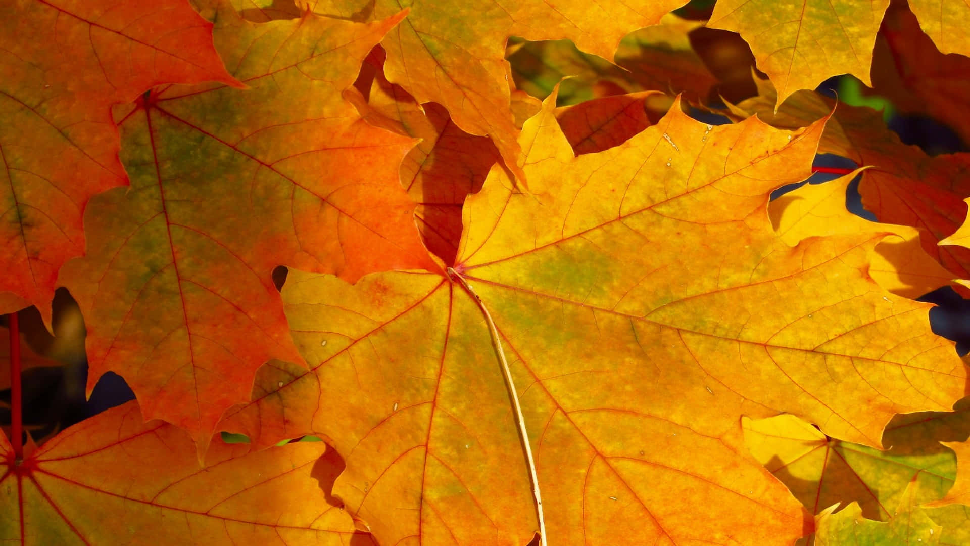 Autumn Leaves Closeup.jpg Background