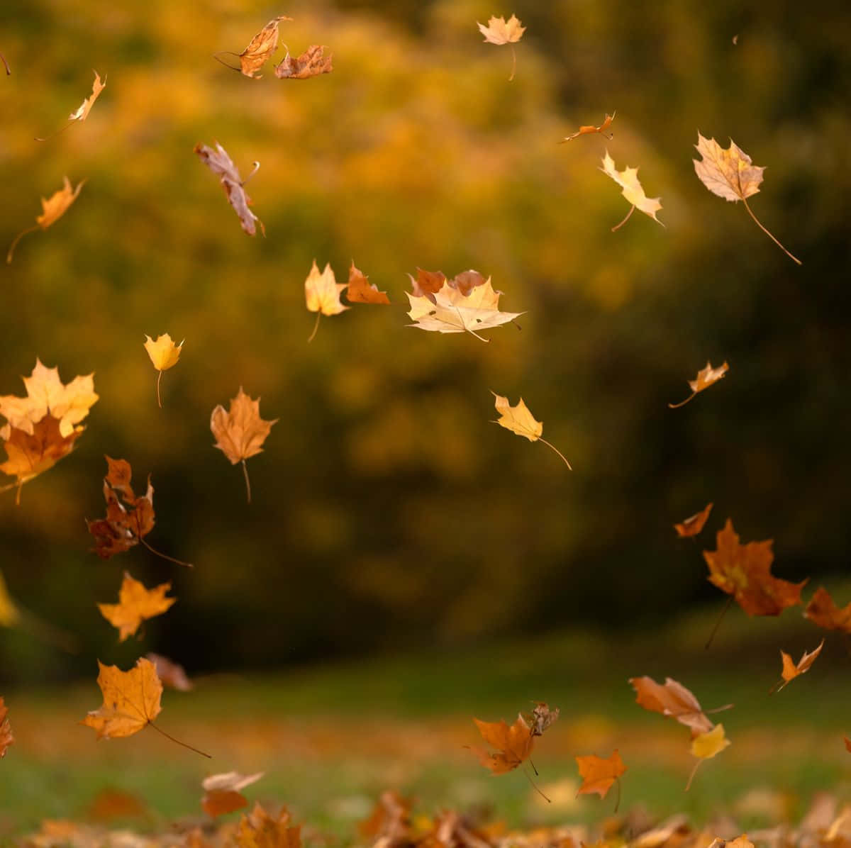 Autumn Leaves Falling In The Air Background