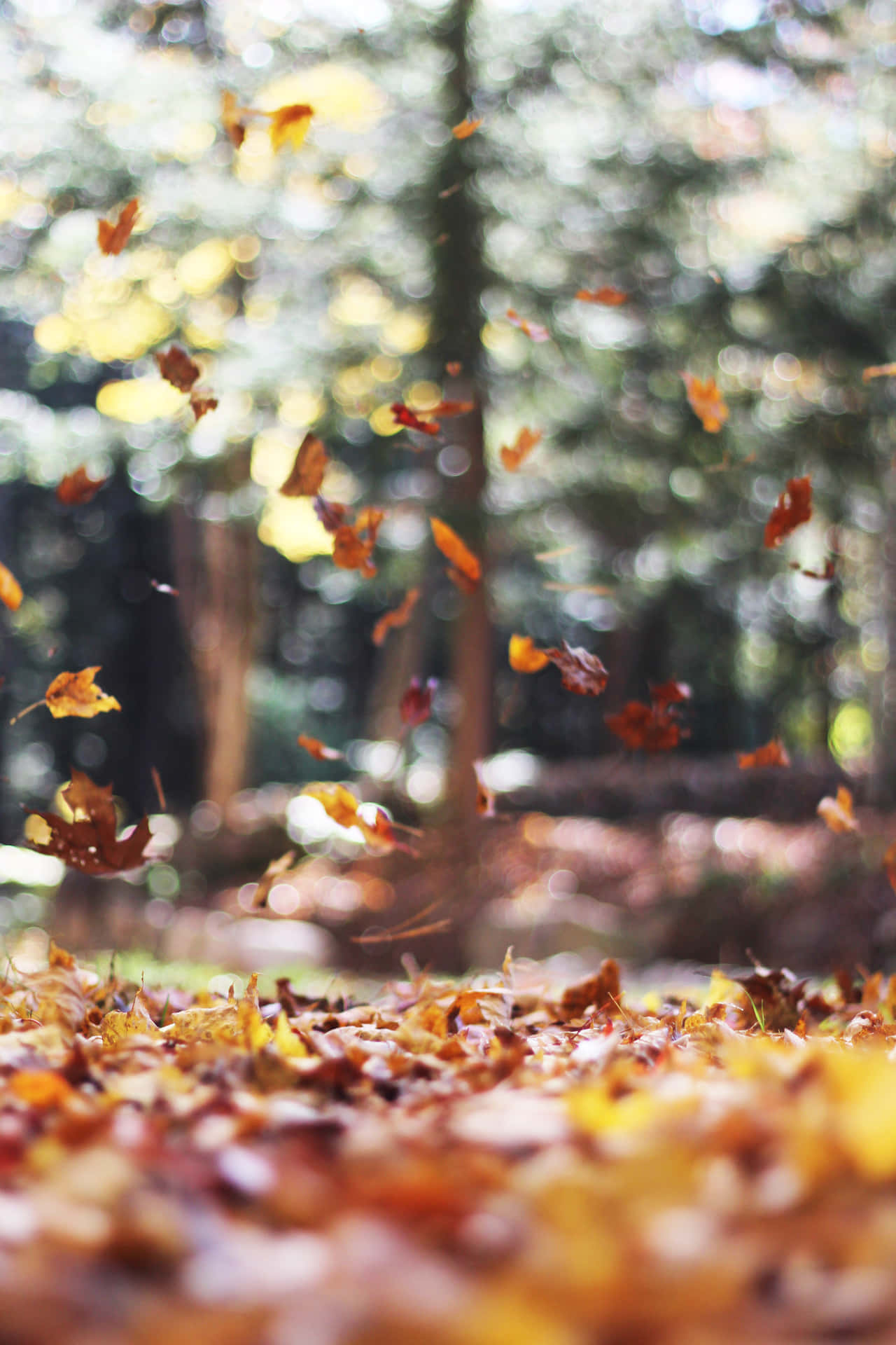 Autumn Leaves Falling On The Ground Background