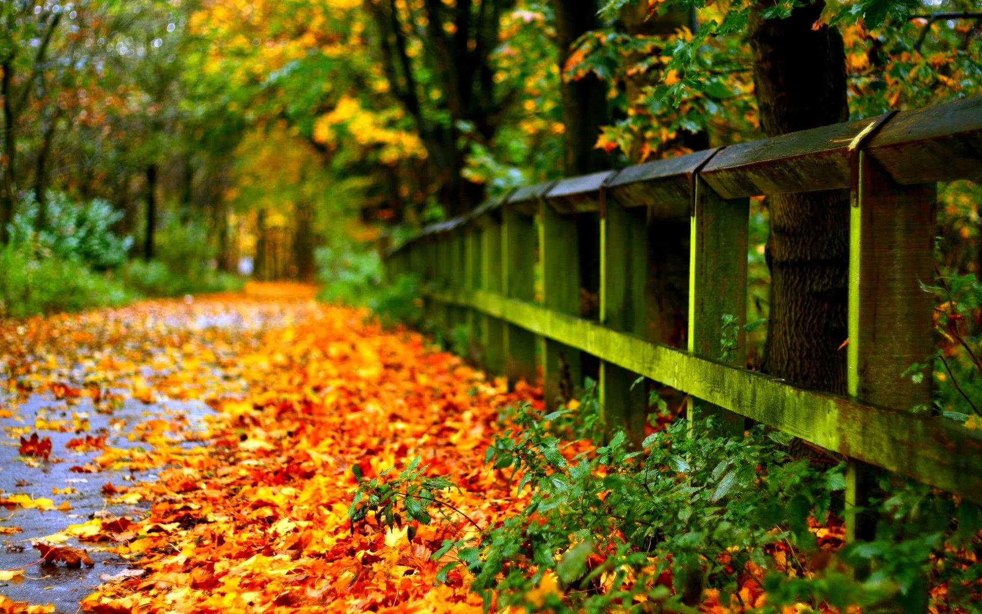 Autumn Leaves Full Screen Hd Desktop Background