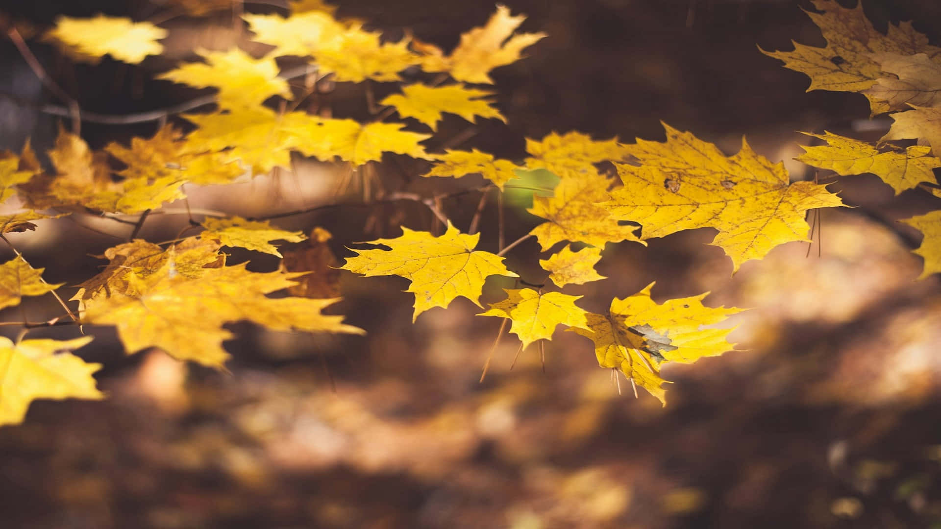 Autumn_ Leaves_ Glowing_in_ Sunlight.jpg Background