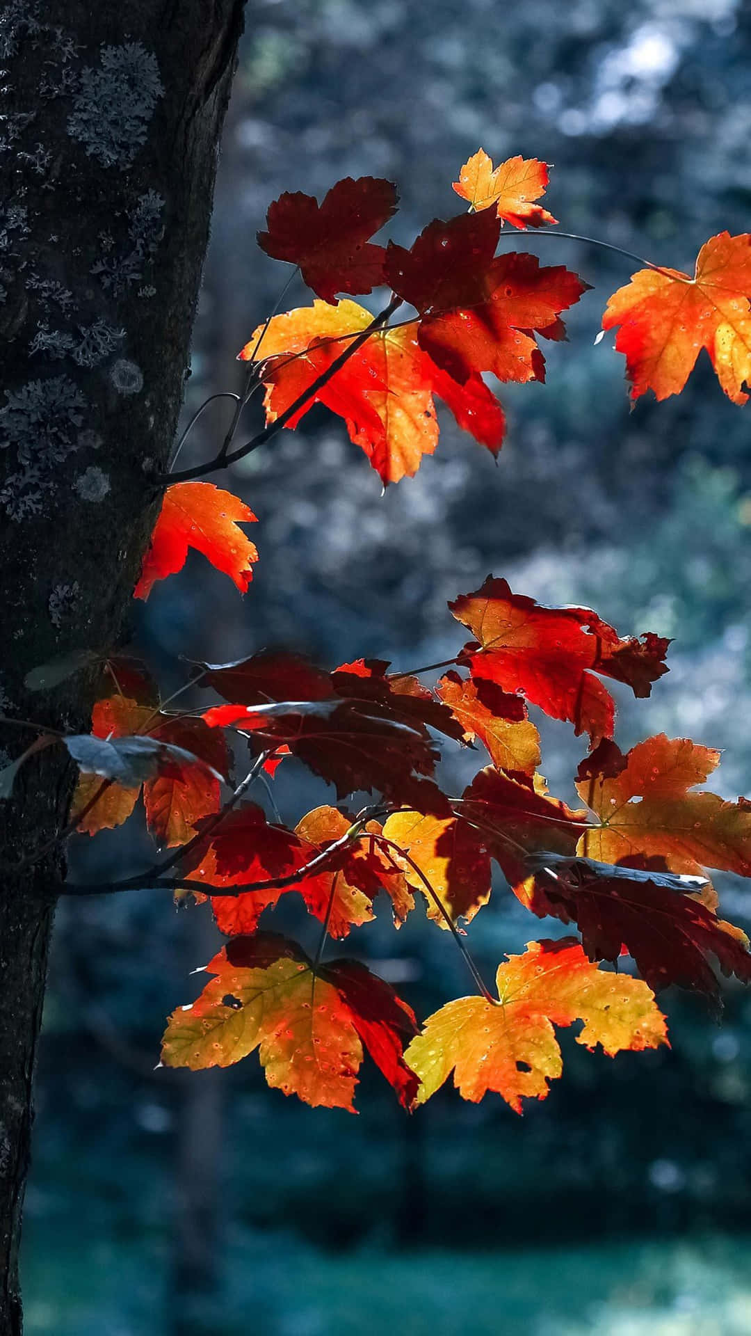 Autumn Leaves Hanging From A Tree