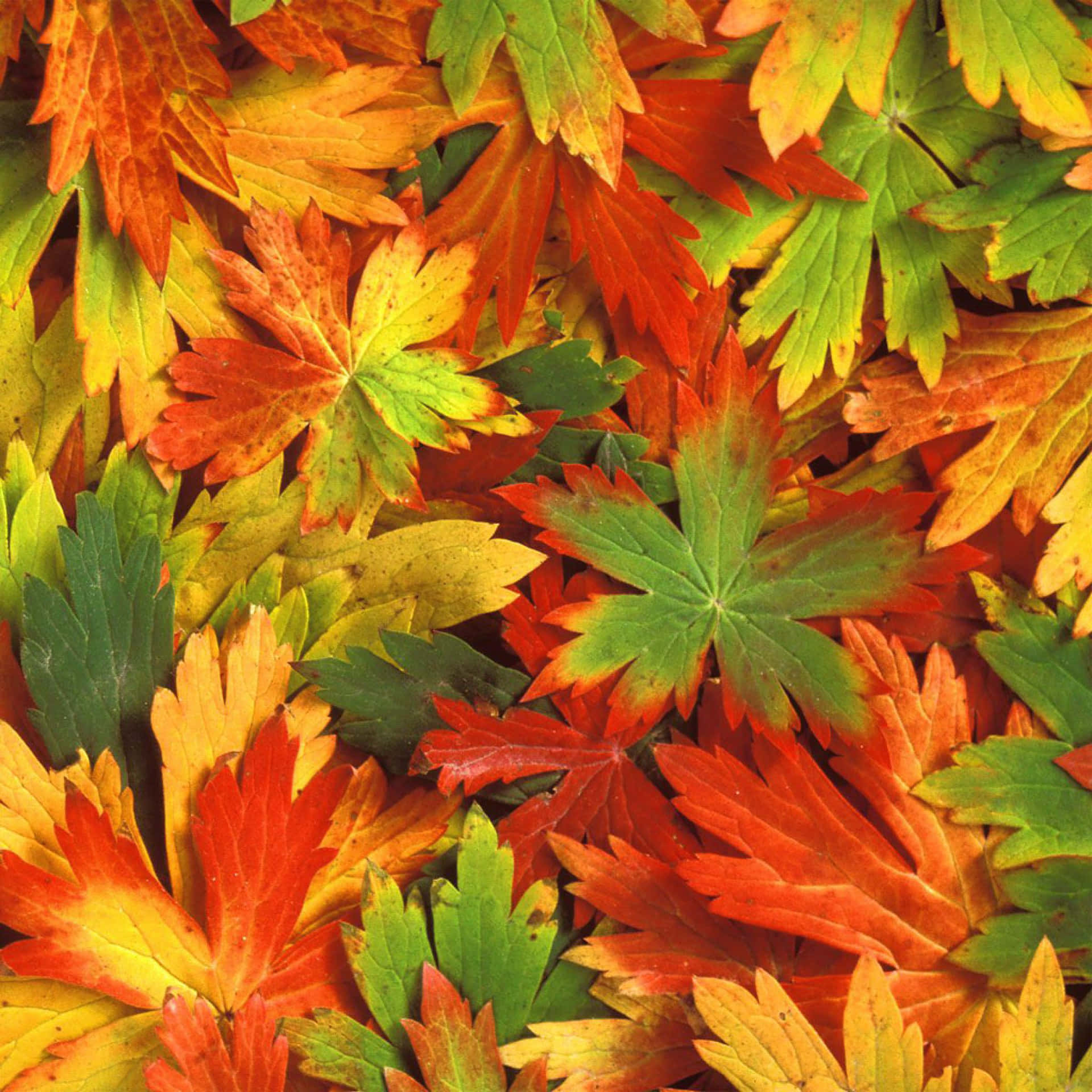 Autumn Leaves In A Pile Background