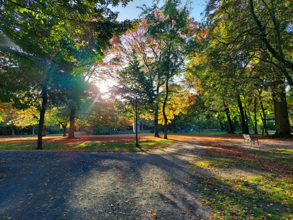 Autumn Leaves In All Its Glory Background