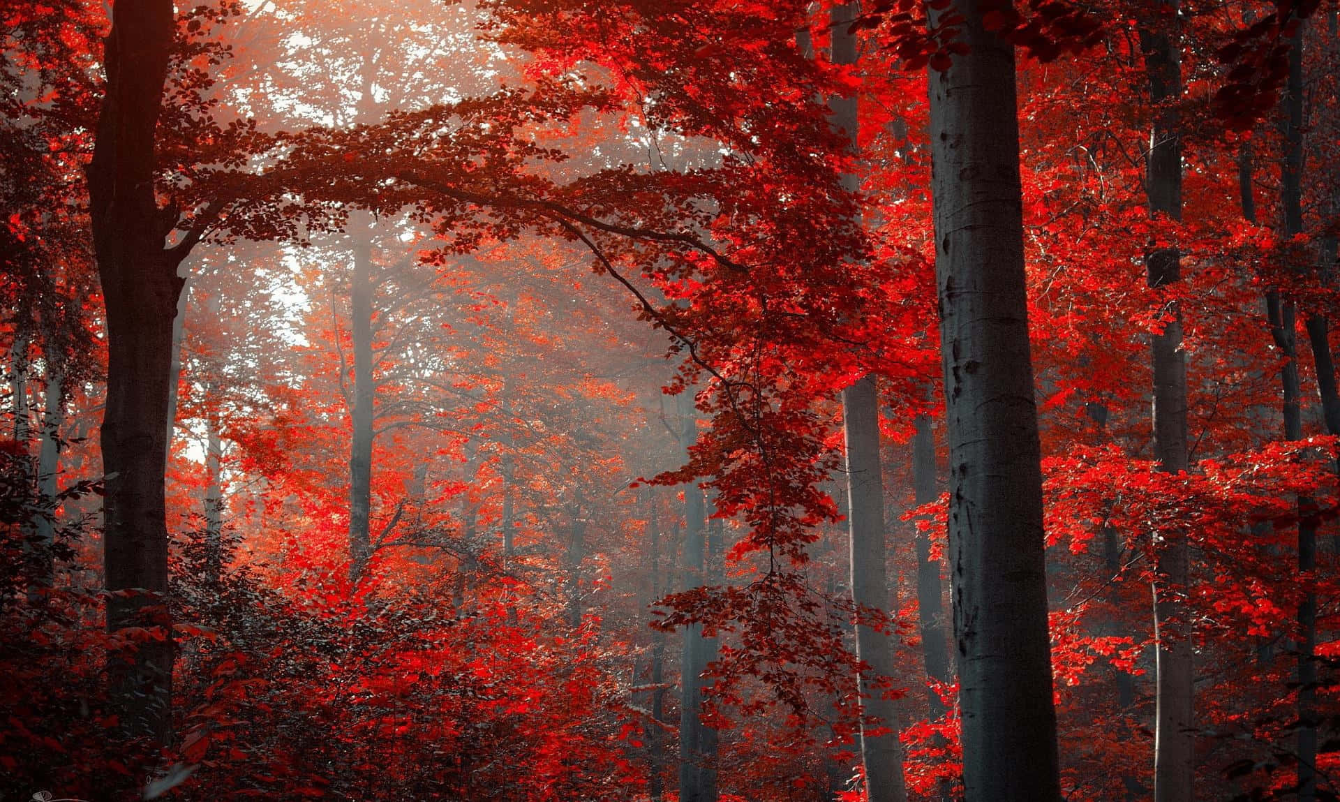 “autumn Leaves In Dark Reflective Waters.” Background