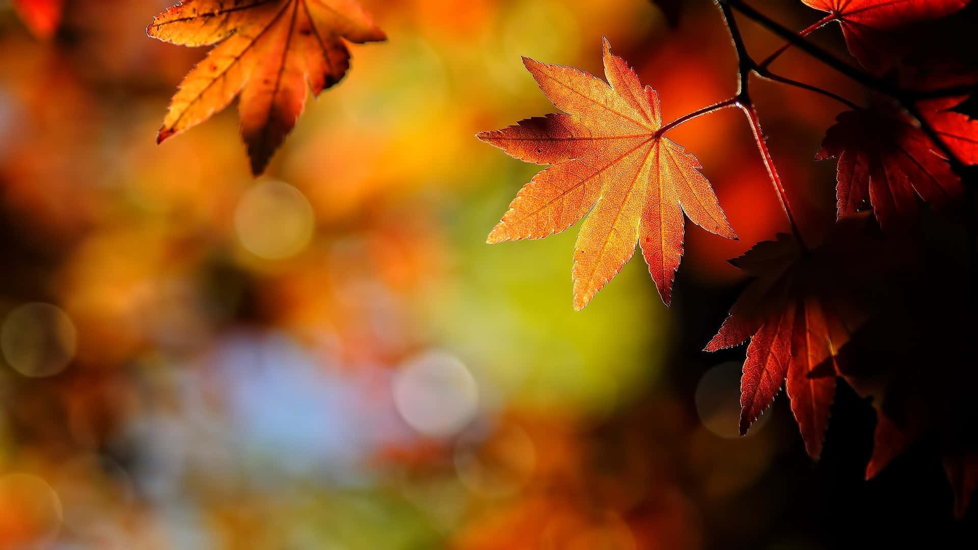 Autumn Leaves In The Background With Bokeh Background