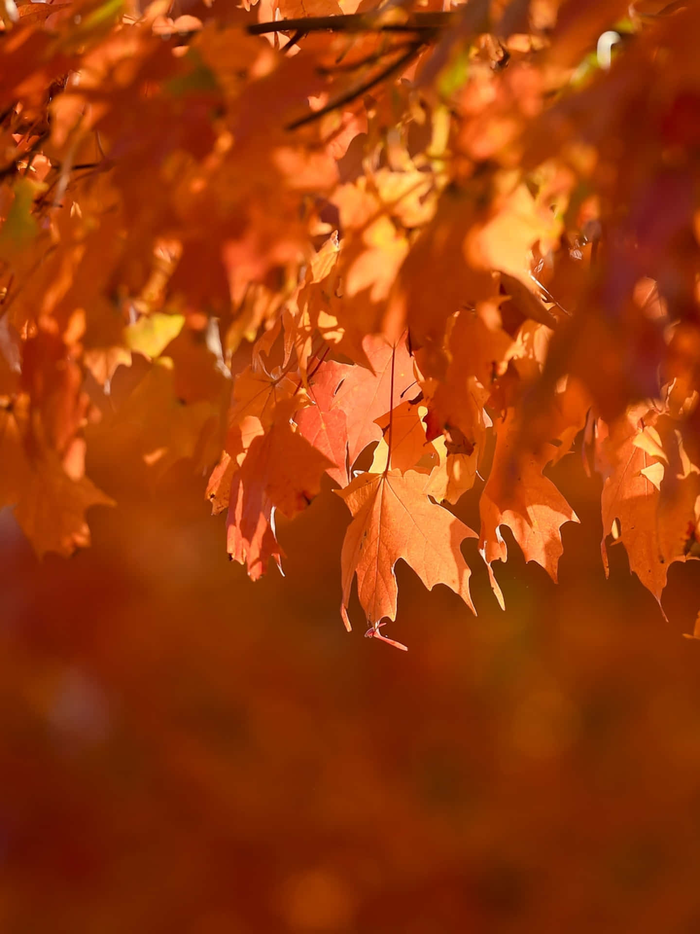 Autumn Leaves In The Fall Background