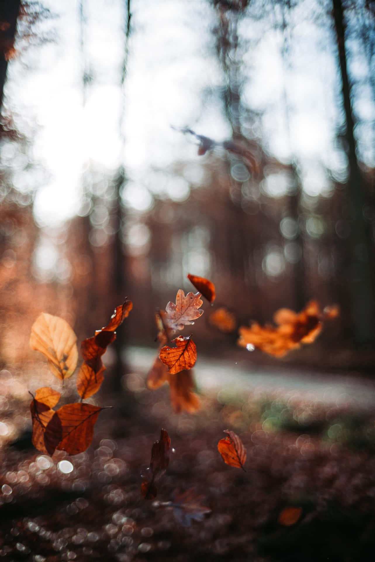 Autumn Leaves In The Forest Background