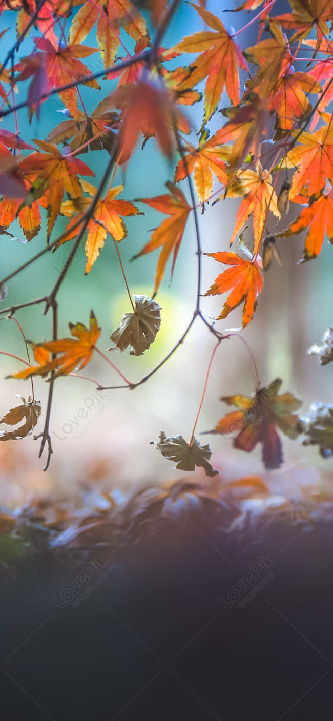 Autumn Leaves In The Forest