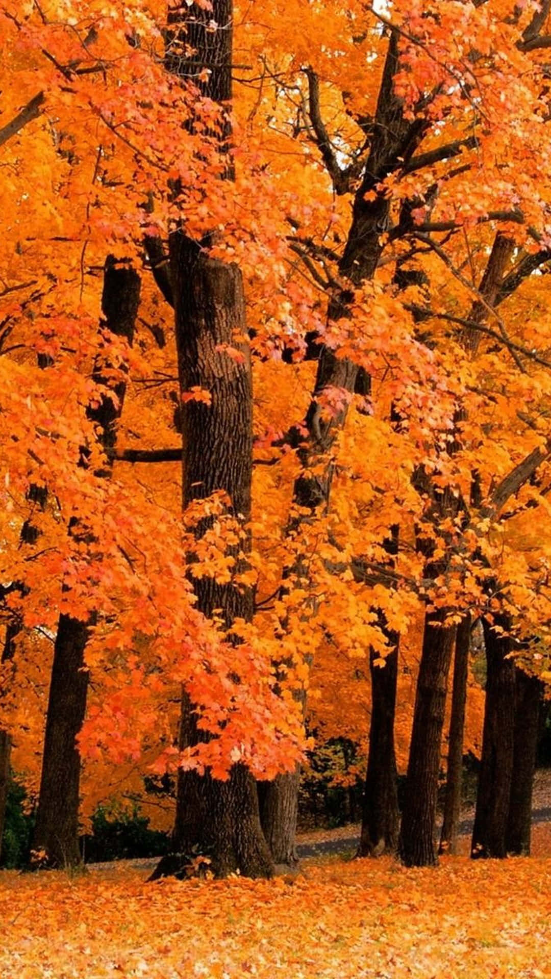 Autumn Leaves In The Park Background