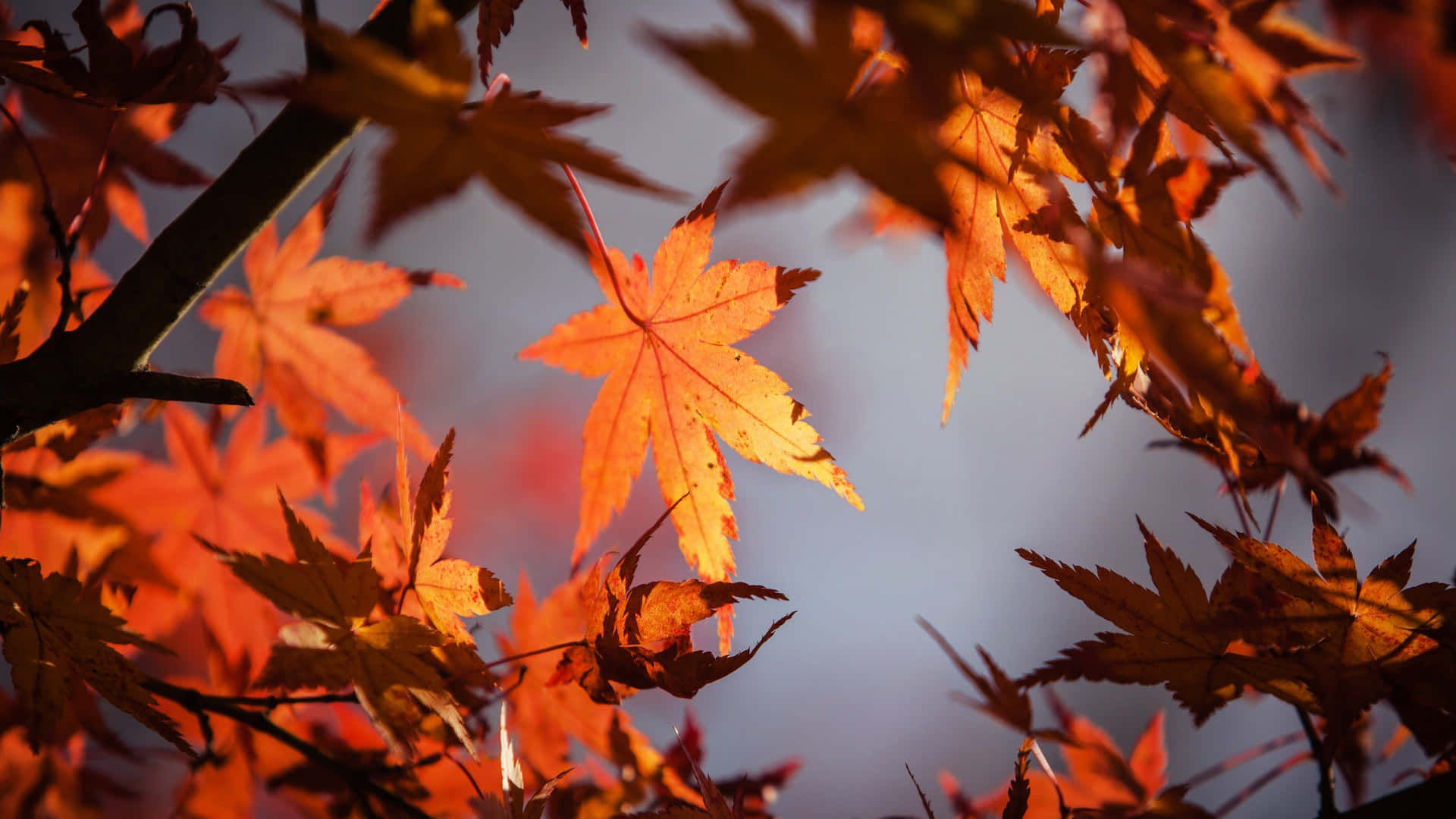 Autumn Leaves In The Sunlight Background