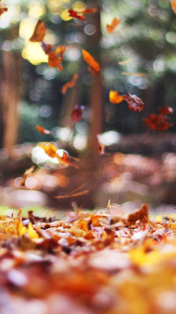 Autumn Leaves Iphone Background