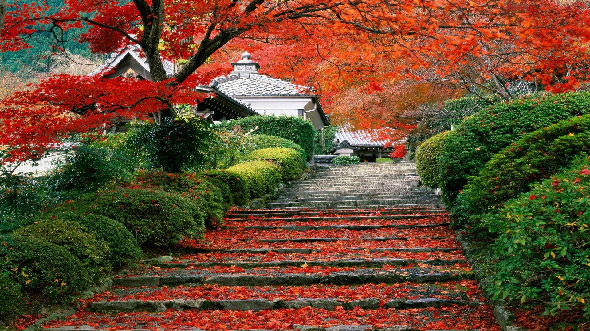 Autumn Leaves Japanese Nature Background
