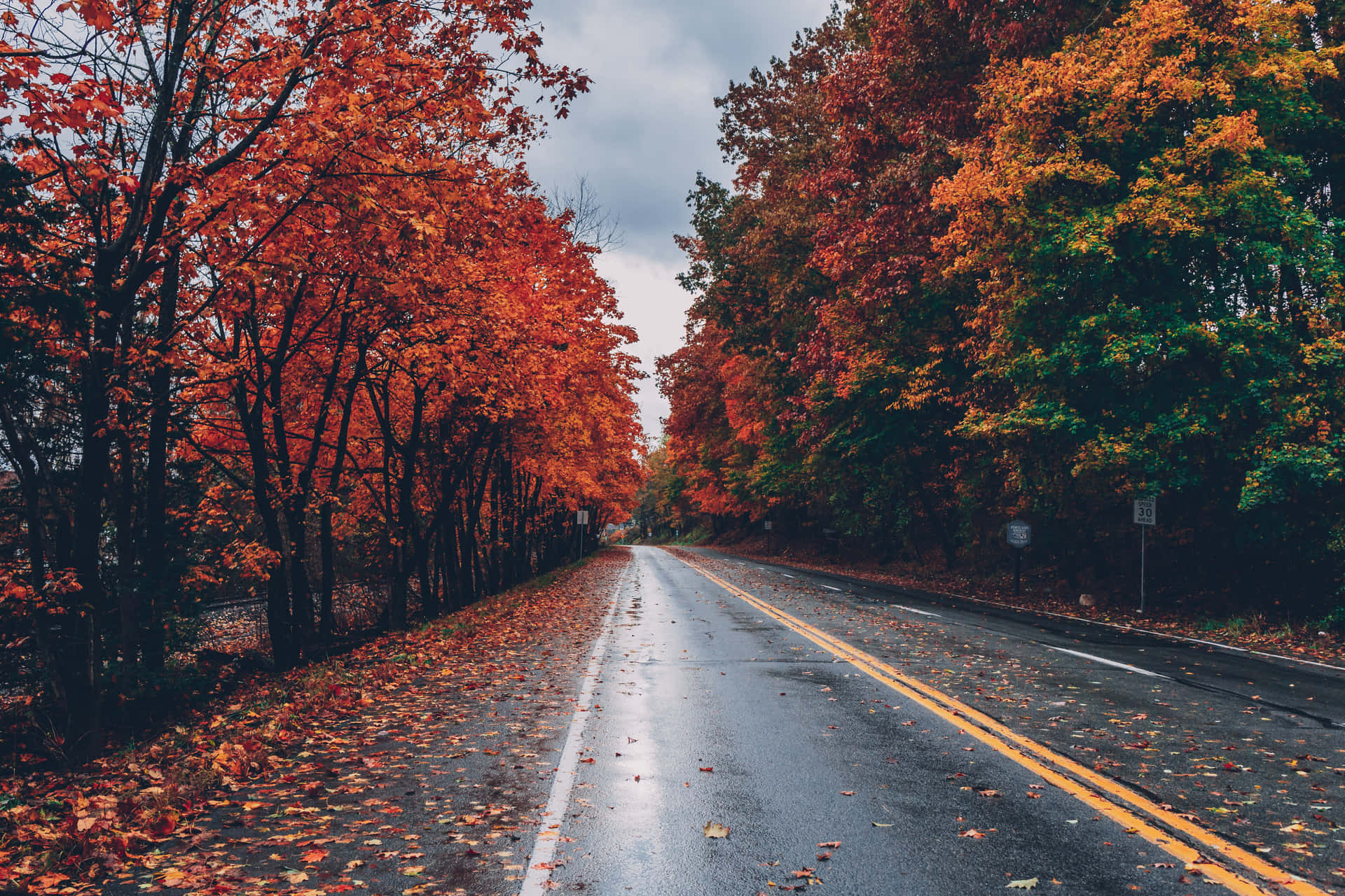 Autumn Leaves Lining A Forest Path Background