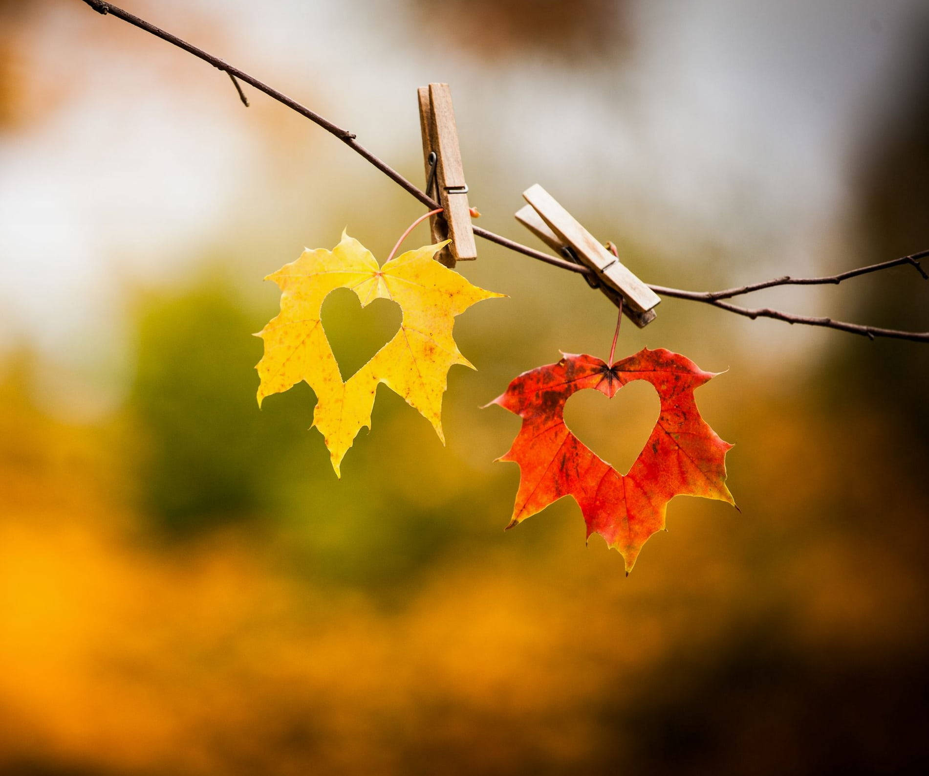 Autumn Leaves Love Nature Background