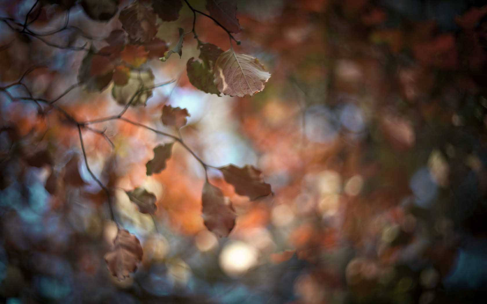 Autumn Leaves Nature Blur Background Background