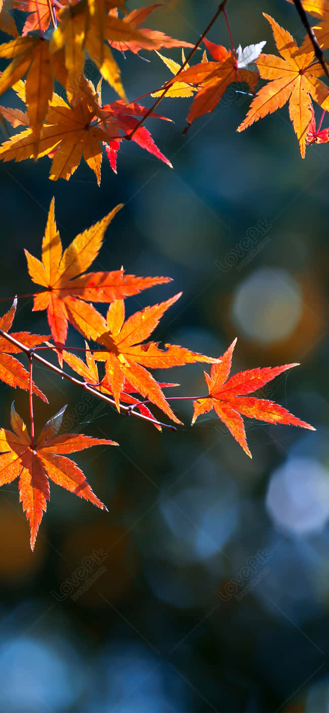 Autumn Leaves On A Branch Background