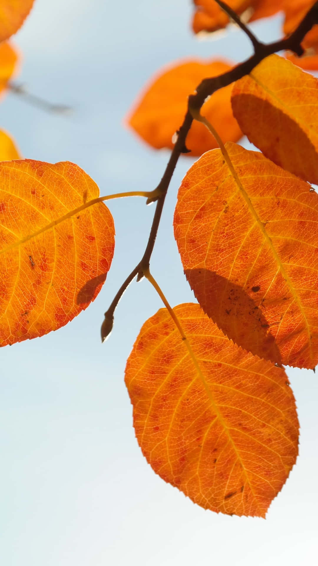 Autumn Leaves On A Branch Background