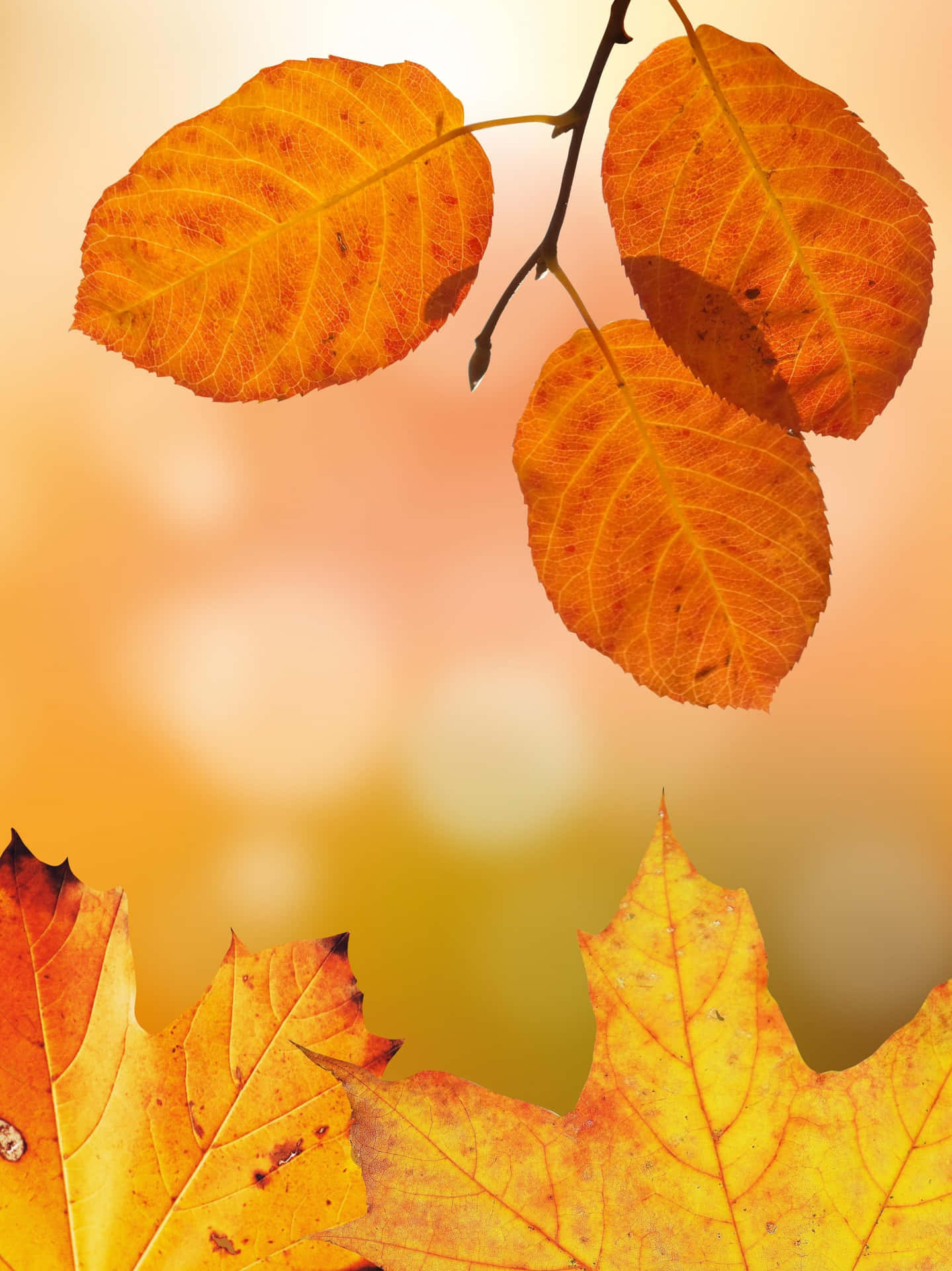 Autumn Leaves On A Branch With A Blurred Background Background