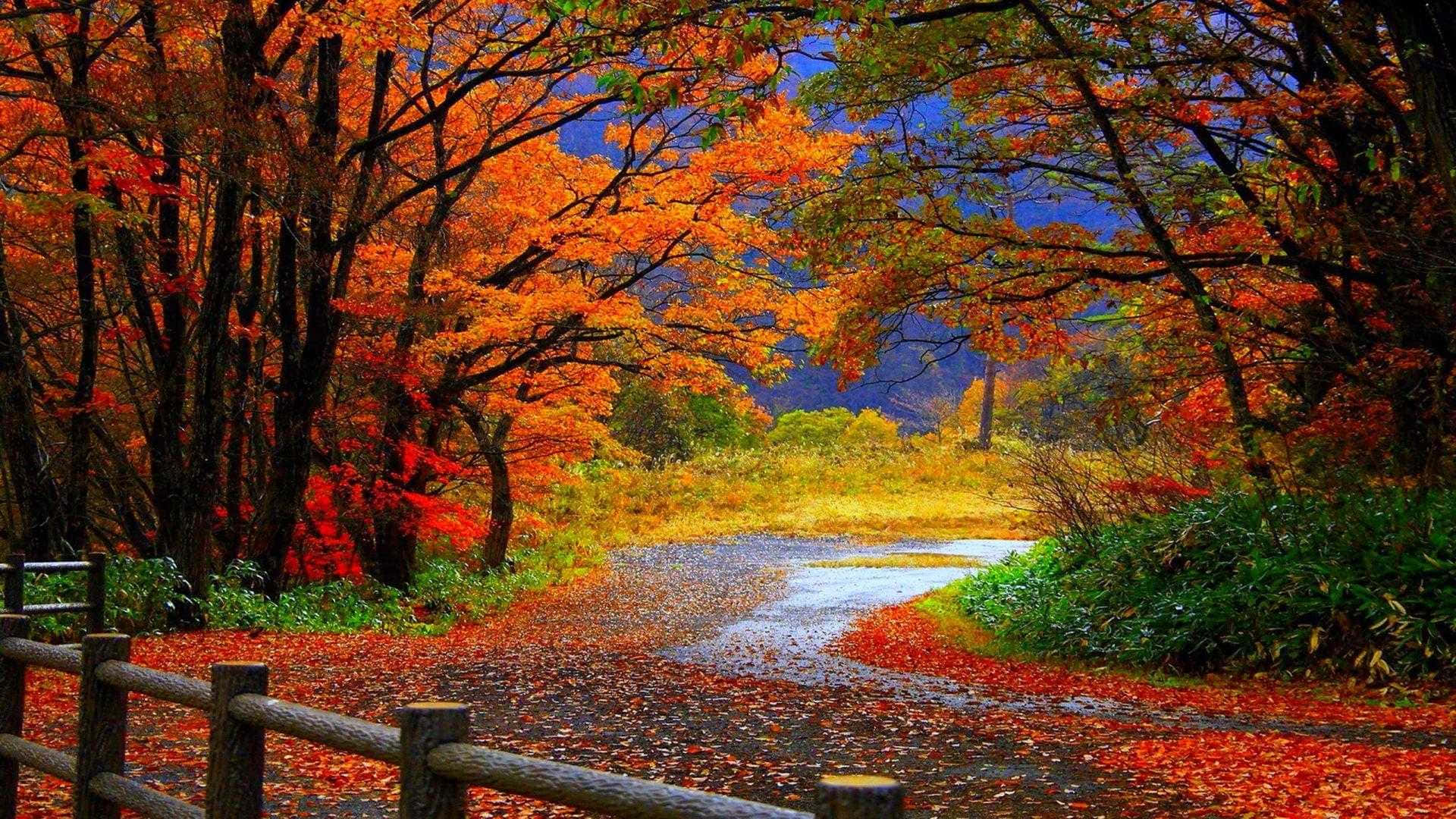 Autumn Leaves On A Path With A Fence Background