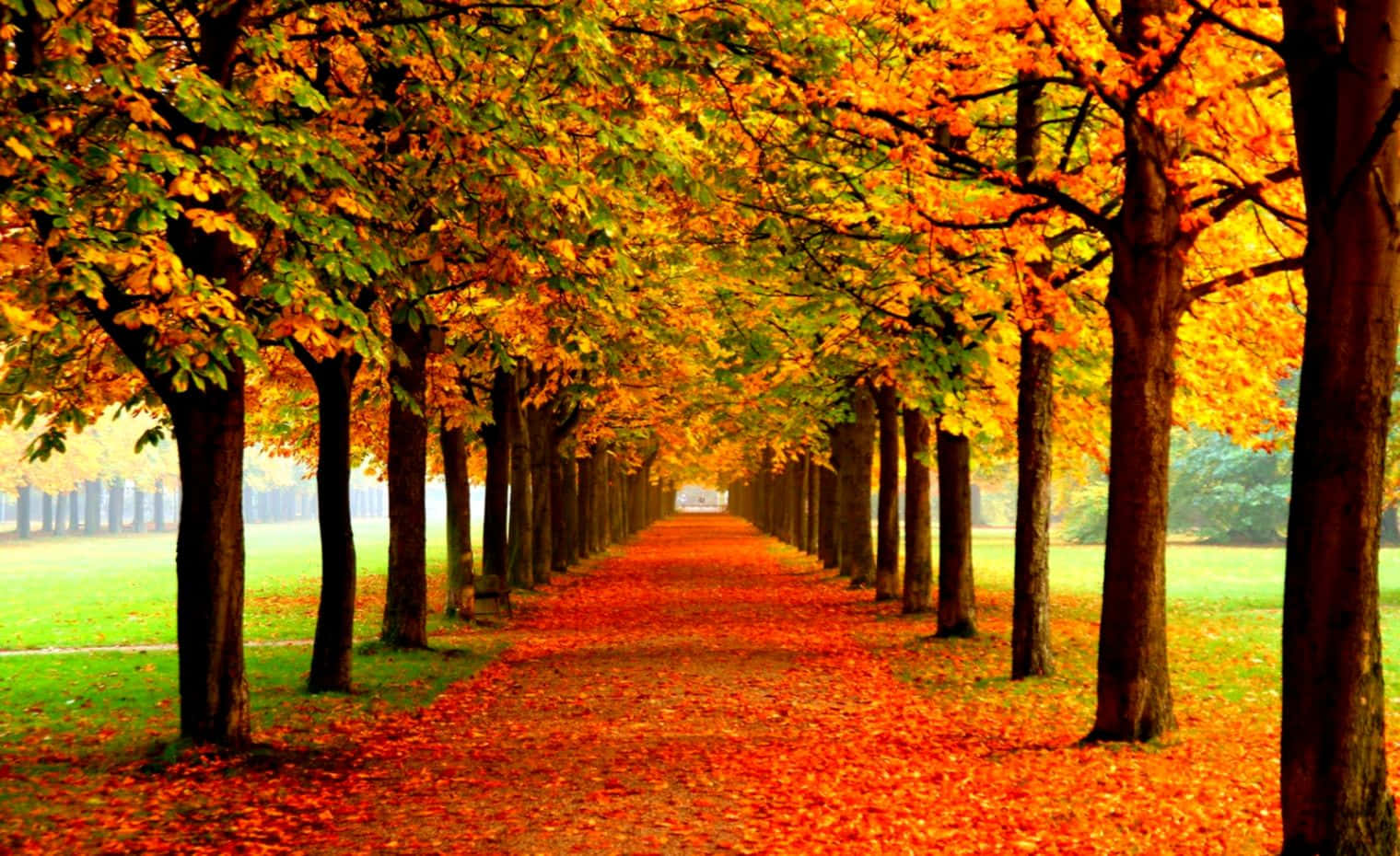 Autumn Leaves On A Pathway Background