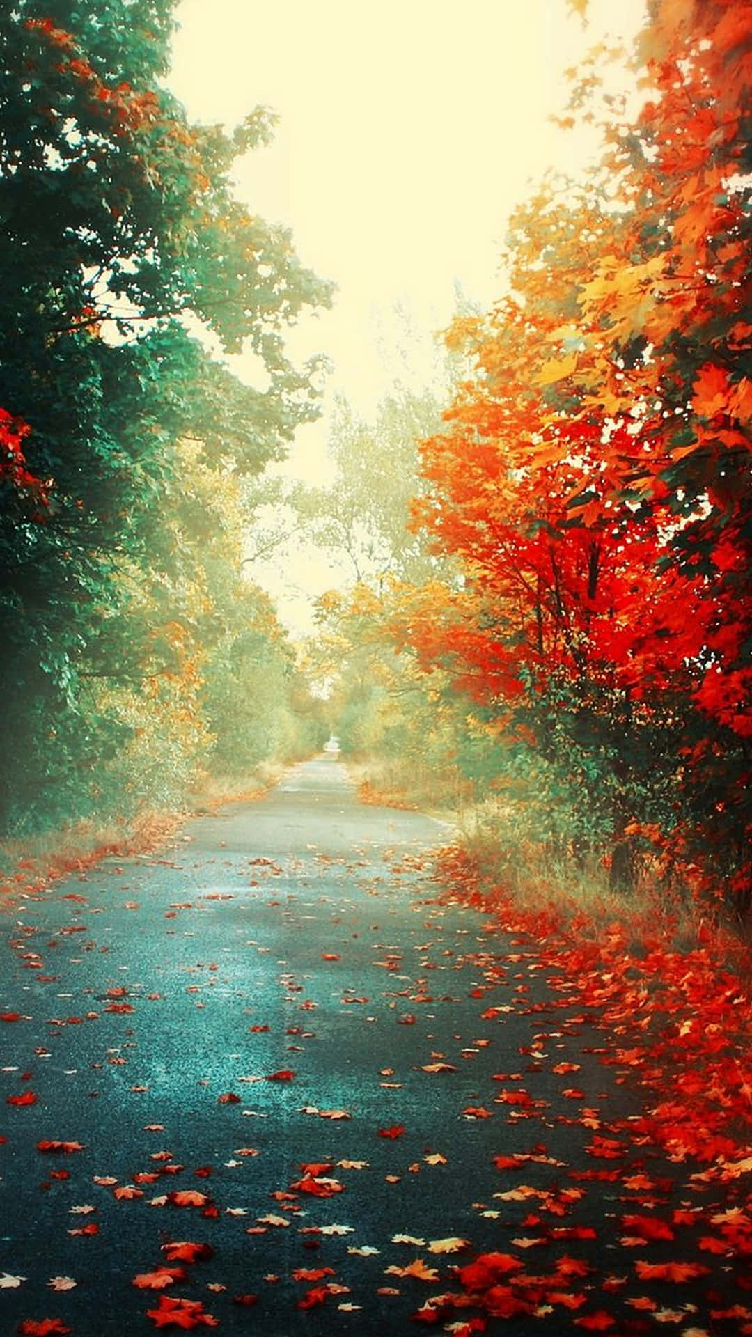 Autumn Leaves On A Road Background