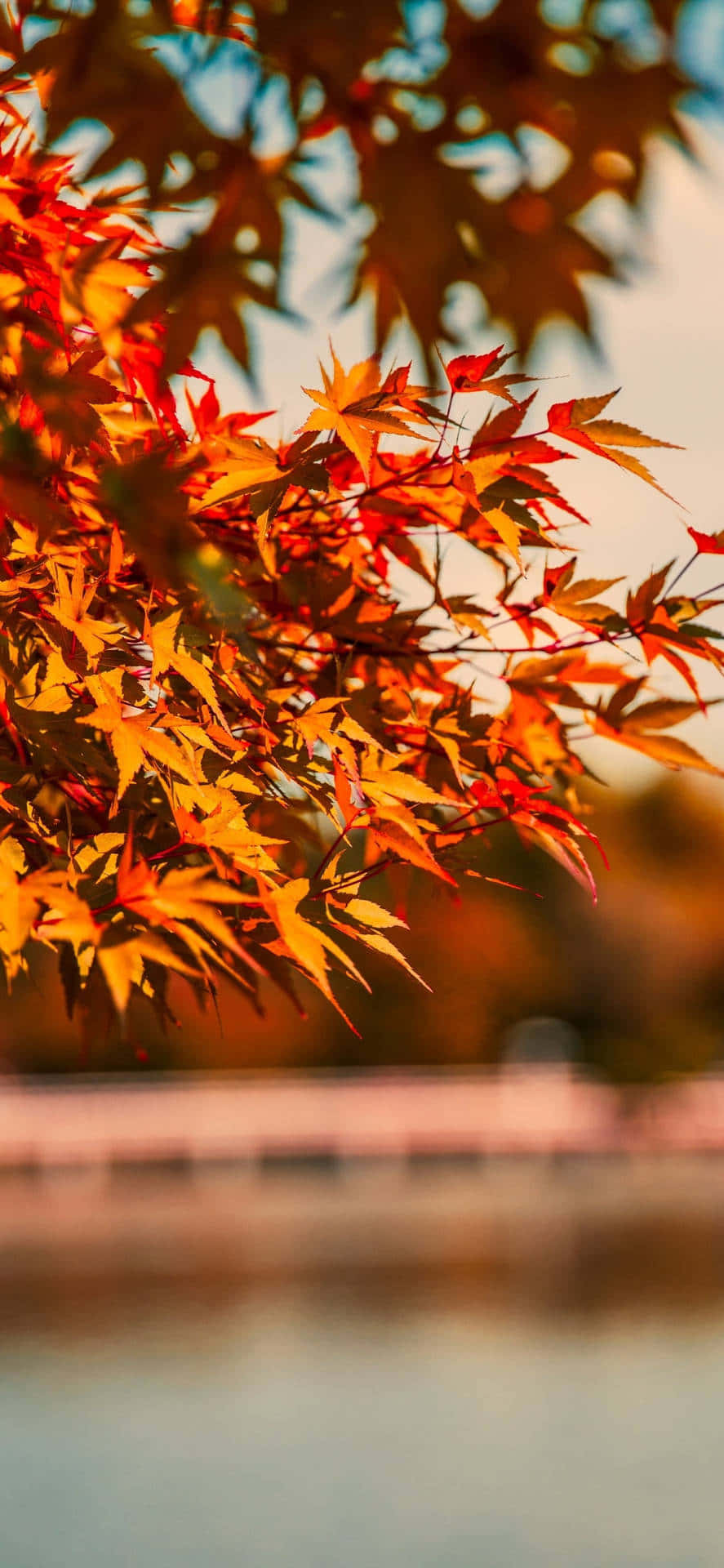 Autumn Leaves On A Tree Near A Lake Background