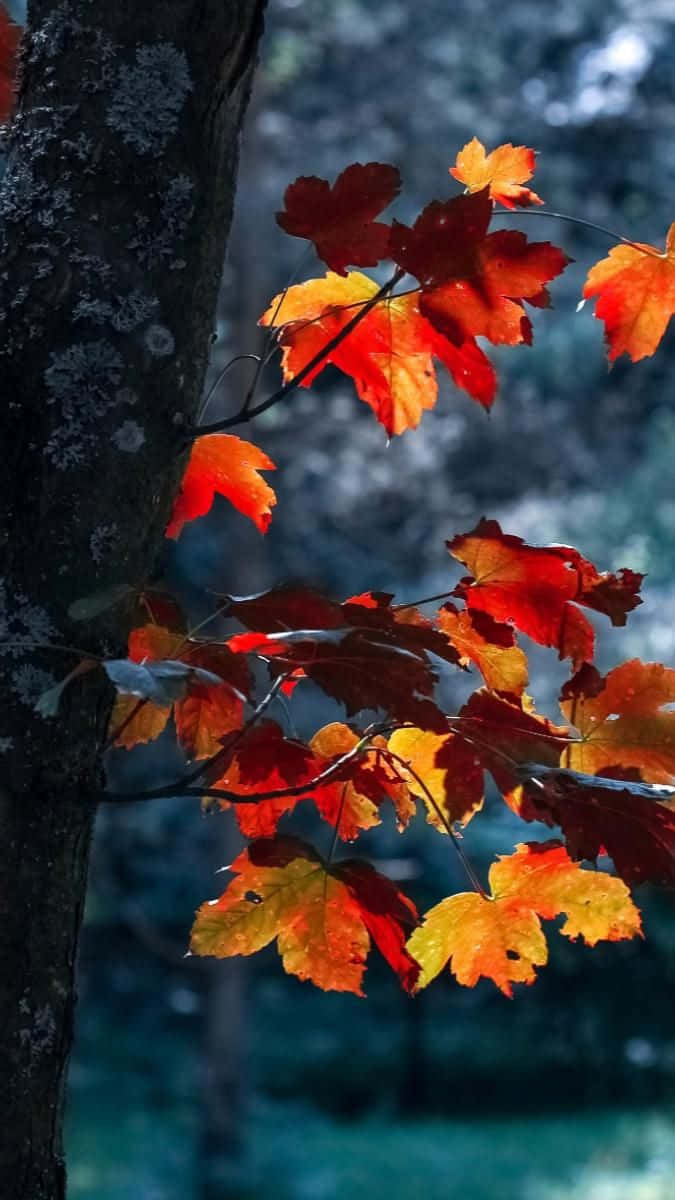 Autumn Leaves On A Tree Background
