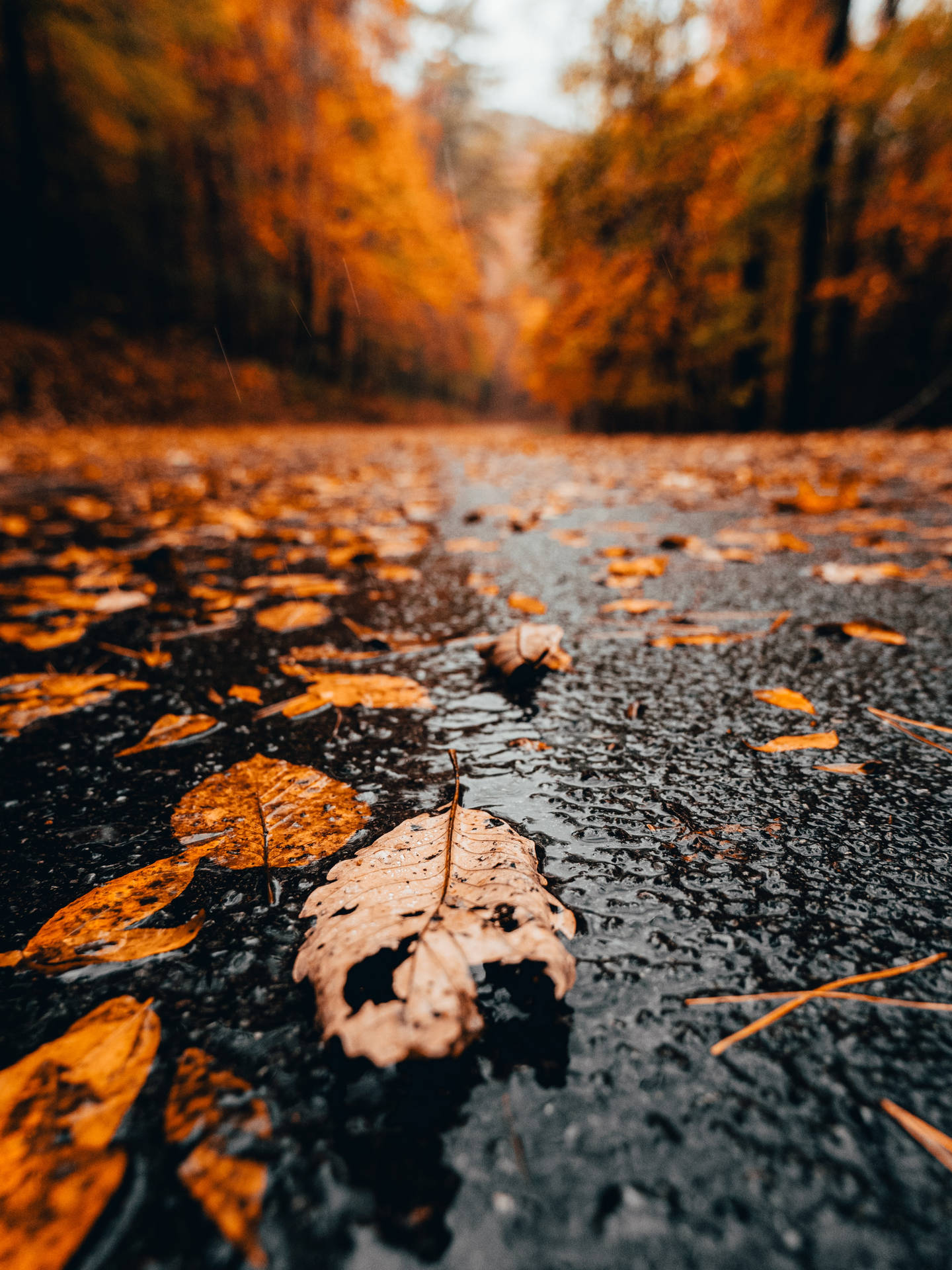 Autumn Leaves On A Wet Road Background
